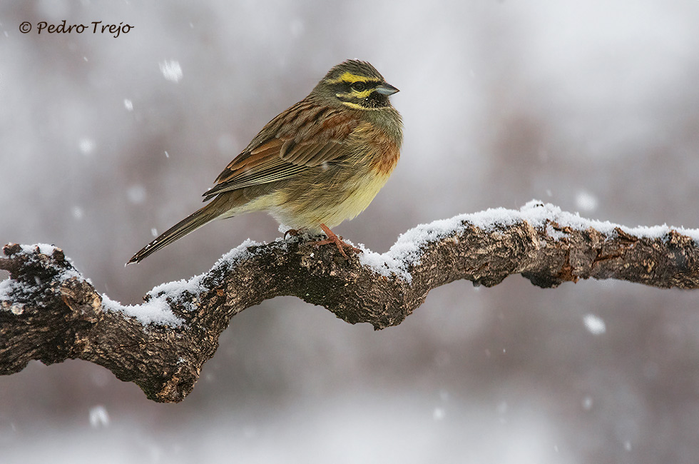 Escribano soteño (Emberiza cirlus)